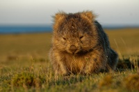 Vombat obecny - Vombatus ursinus - Common Wombat 5282